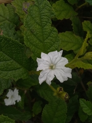 Cordia lima