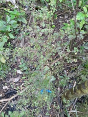 Coprosma rhamnoides