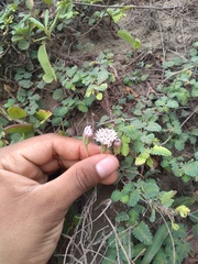 Palafoxia lindenii