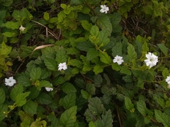 Cordia lima