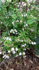Jovellana