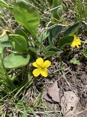 Viola praemorsa