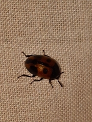 Diaperini