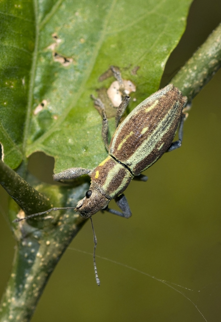 South American Fruit Tree Weevil