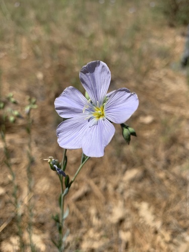 iNaturalist observation photo of Lewis flax