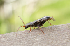 Phymatodes nitidus