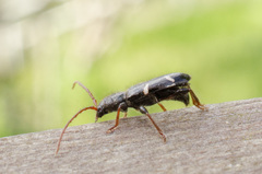 Phymatodes nitidus