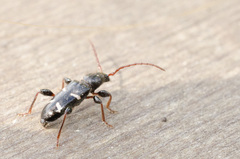 Phymatodes nitidus