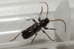 Phymatodes nitidus