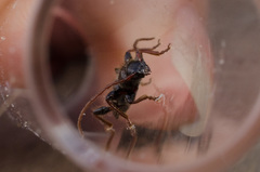 Phymatodes nitidus