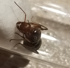 Myrmecocystus mendax