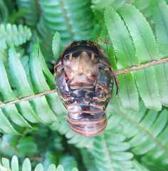 Cryptotympana mandarina