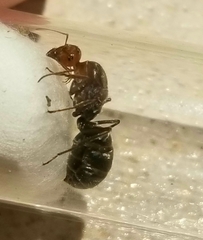 Myrmecocystus mendax