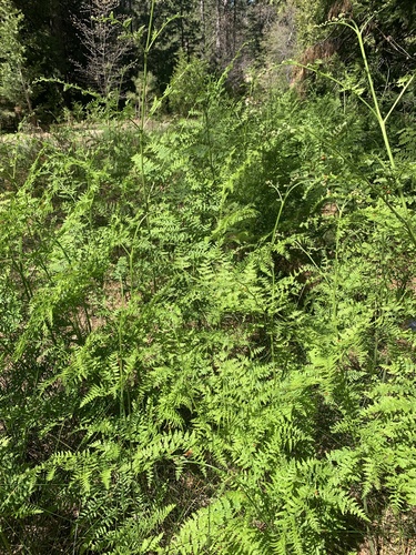 iNaturalist observation photo of common bracken