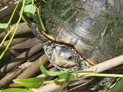 Malaclemys terrapin pileata