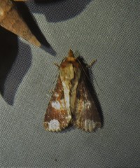 Condica imitata