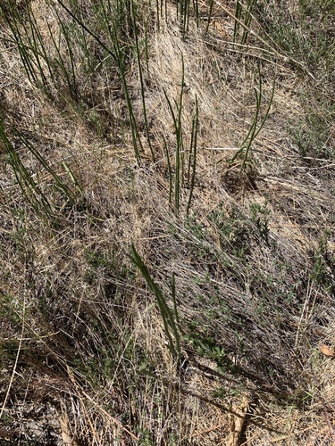 iNaturalist observation photo of smooth horsetail