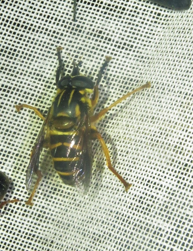 Lycopale