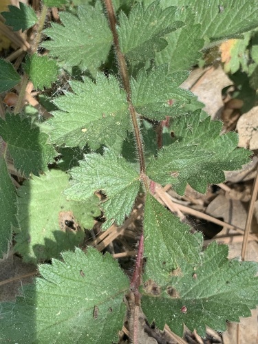iNaturalist observation photo of strawberries, cinquefoils, and allies