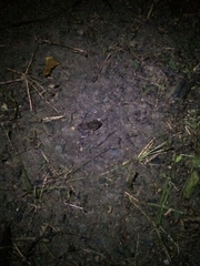 Leptodactylus albilabris