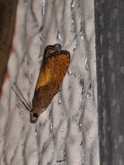 Dichrorampha bittana