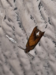 Dichrorampha bittana