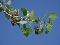 Eriophyes neoessigi