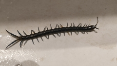 Akymnopellis chilensis