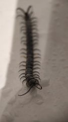 Akymnopellis chilensis