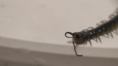 Akymnopellis chilensis
