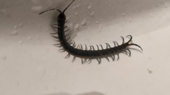 Akymnopellis chilensis