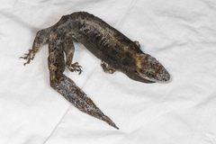 Dactylocnemis pacificus