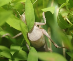 Atlanticus testaceus
