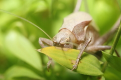 Atlanticus testaceus