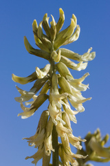 Astragalus oxyphysus