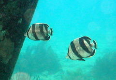 Chaetodon striatus