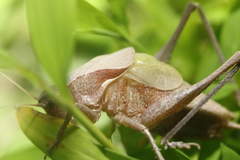 Atlanticus testaceus