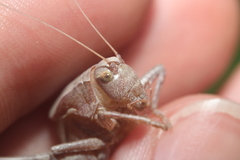 Atlanticus testaceus