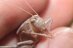 Atlanticus testaceus