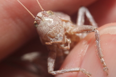 Atlanticus testaceus