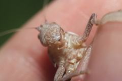 Atlanticus testaceus