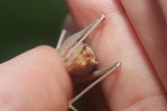 Atlanticus testaceus