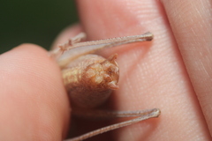 Atlanticus testaceus