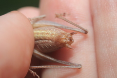 Atlanticus testaceus