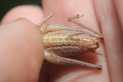 Atlanticus testaceus