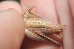 Atlanticus testaceus