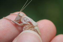 Atlanticus testaceus