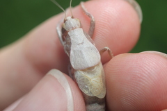 Atlanticus testaceus