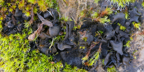 iNaturalist observation photo of Dimpled Jellyskin Lichen