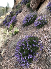 Penstemon fruticosus